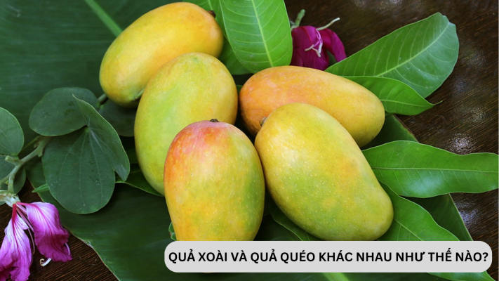 Quả quéo và quả xoài có gì khác nhau?