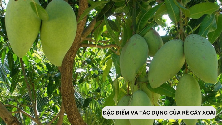 Đặc điểm và tác dụng của rễ cây xoài