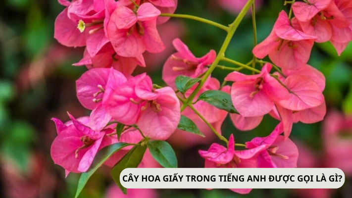 "CÂY HOA GIẤY" TRONG TIẾNG ANH ĐƯỢC GỌI LÀ GÌ?