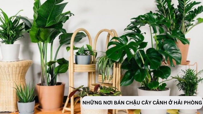 Những nơi bán chậu cây cảnh ở Hải Phòng