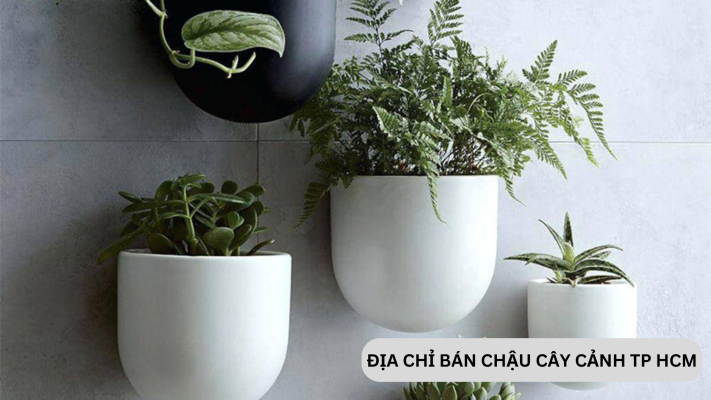 Địa chỉ bán chậu cây cảnh tại TPHCM giá rẻ