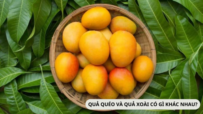 Quả quéo ( muỗm) và quả xoài có gì khác nhau?