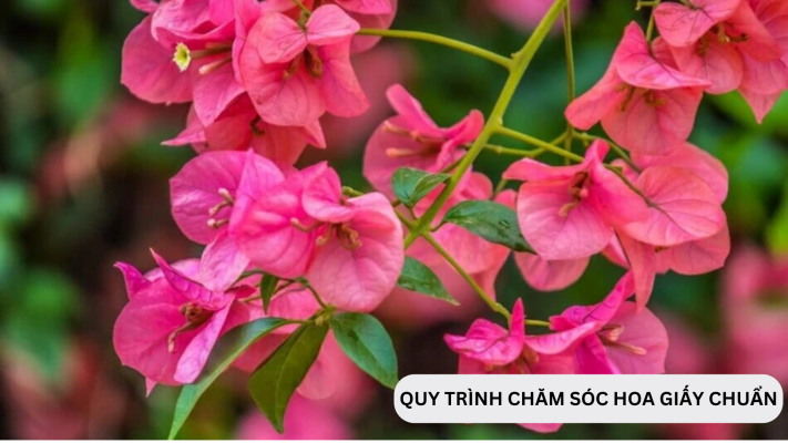 Quy Trình Chăm Sóc Hoa Giấy Chuẩn