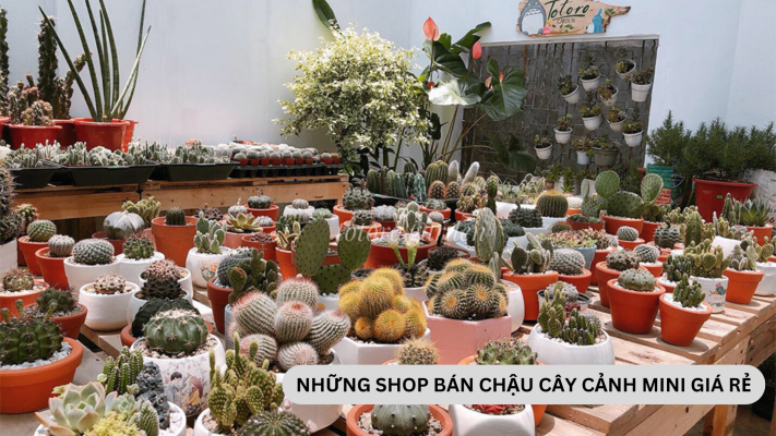 Những shop bán cây cảnh mini Hà Nội đẹp, giá rẻ