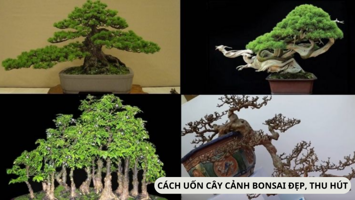 Đặc điểm, ý nghĩa và cách uốn cây cảnh bonsai đẹp thu hút