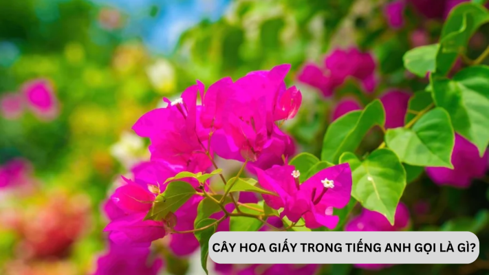 "CÂY HOA GIẤY" TRONG TIẾNG ANH GỌI LÀ GÌ?