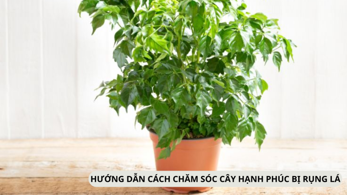 Hướng dẫn cách chăm sóc cây hạnh phúc bị rụng lá