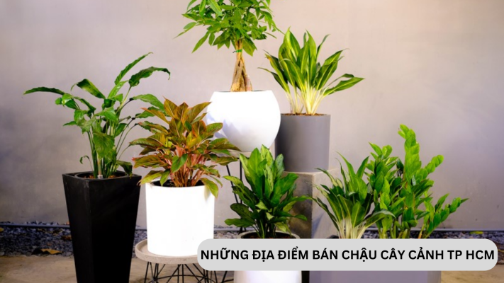 Những địa điểm bán cây cảnh giá rẻ TP HCM