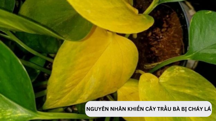 Nguyên nhân khiến cây trầu bà bị cháy lá là gì?