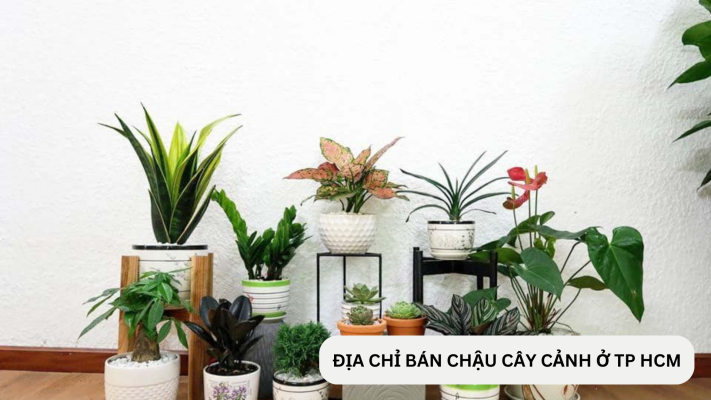 Địa chỉ bán chậu cây cảnh đẹp ở TP HCM