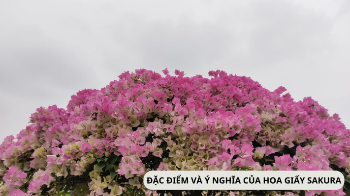 Đặc điểm và ý nghĩa cây hoa giấy Sakura Nhật Bản