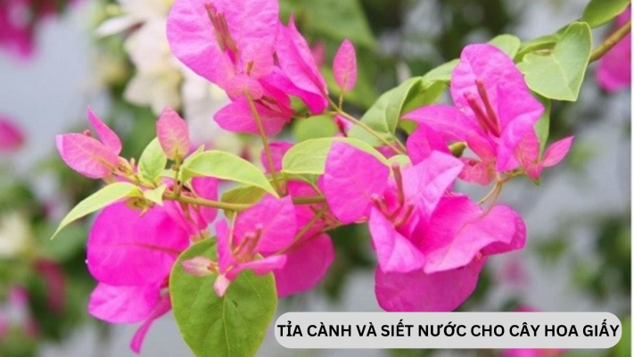 Cách tỉa cành, siết nước cho cây hoa giấy ra hoa đón Tết