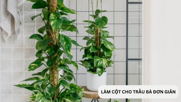 Làm thế nào để làm cột cho cây trầu bà một cách đơn giản?