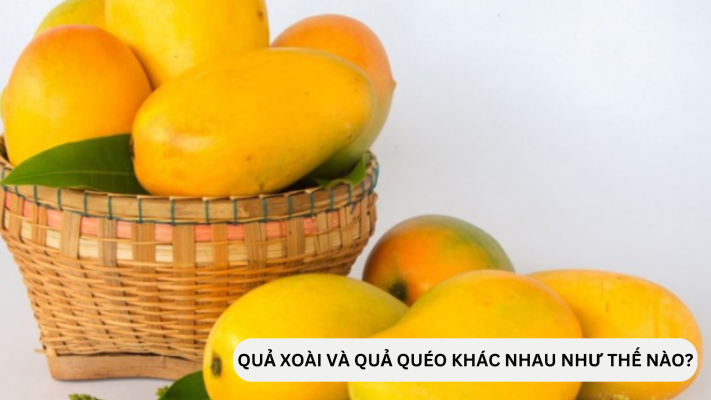 Quả quéo và quả xoài có gì khác nhau không?