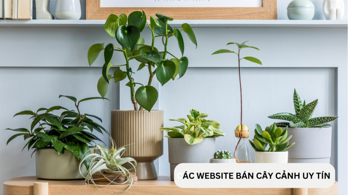 Địa chỉ website bán cây cảnh đẹp và uy tín