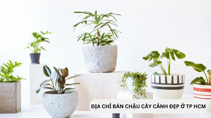 Địa điểm bán chậu cây cảnh đẹp ở TP HCM