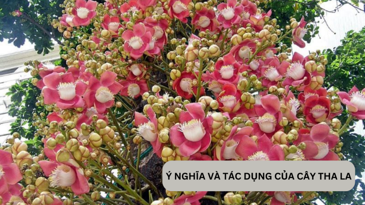 Đặc điểm, cách trồng và ý nghĩa cây tha la