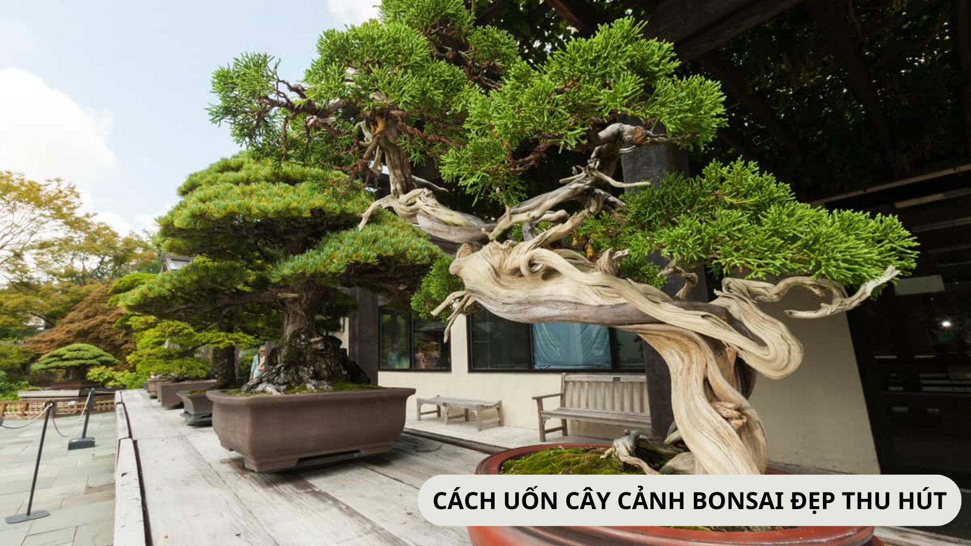 Đặc điểm và cách uốn cây cảnh bonsai đẹp thu hút