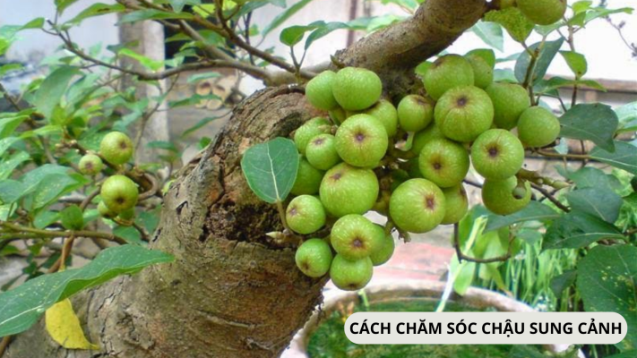 Chăm sóc chậu trồng cây sung cảnh