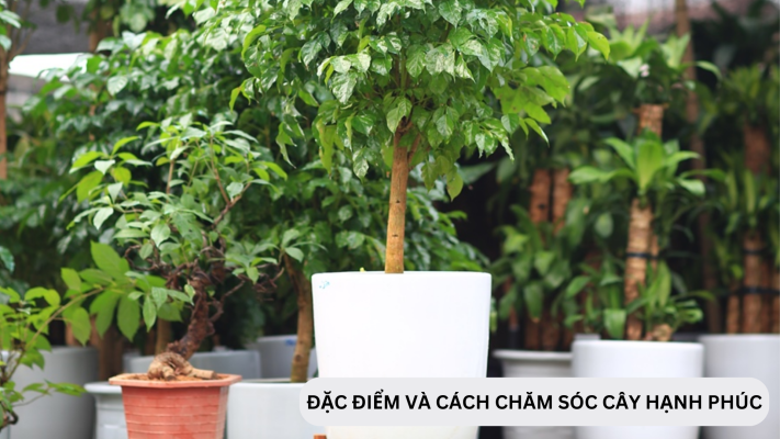 Đặc điểm, cách chăm sóc cây hạnh phúc bị rụng lá