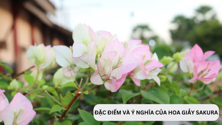 Đặc điểm của cây hoa giấy Sakura Nhật Bản