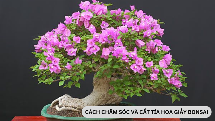 Để chăm sóc hoa giấy bonsai cần những lưu ý gì?