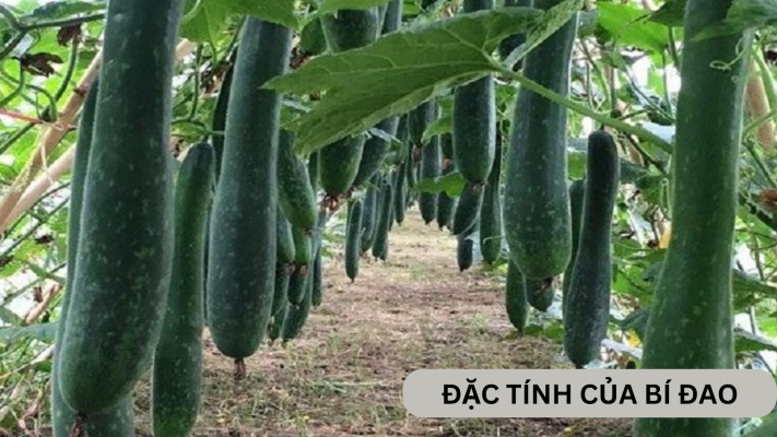 Đặc điểm, ý nghĩa và tác dụng của bí đao