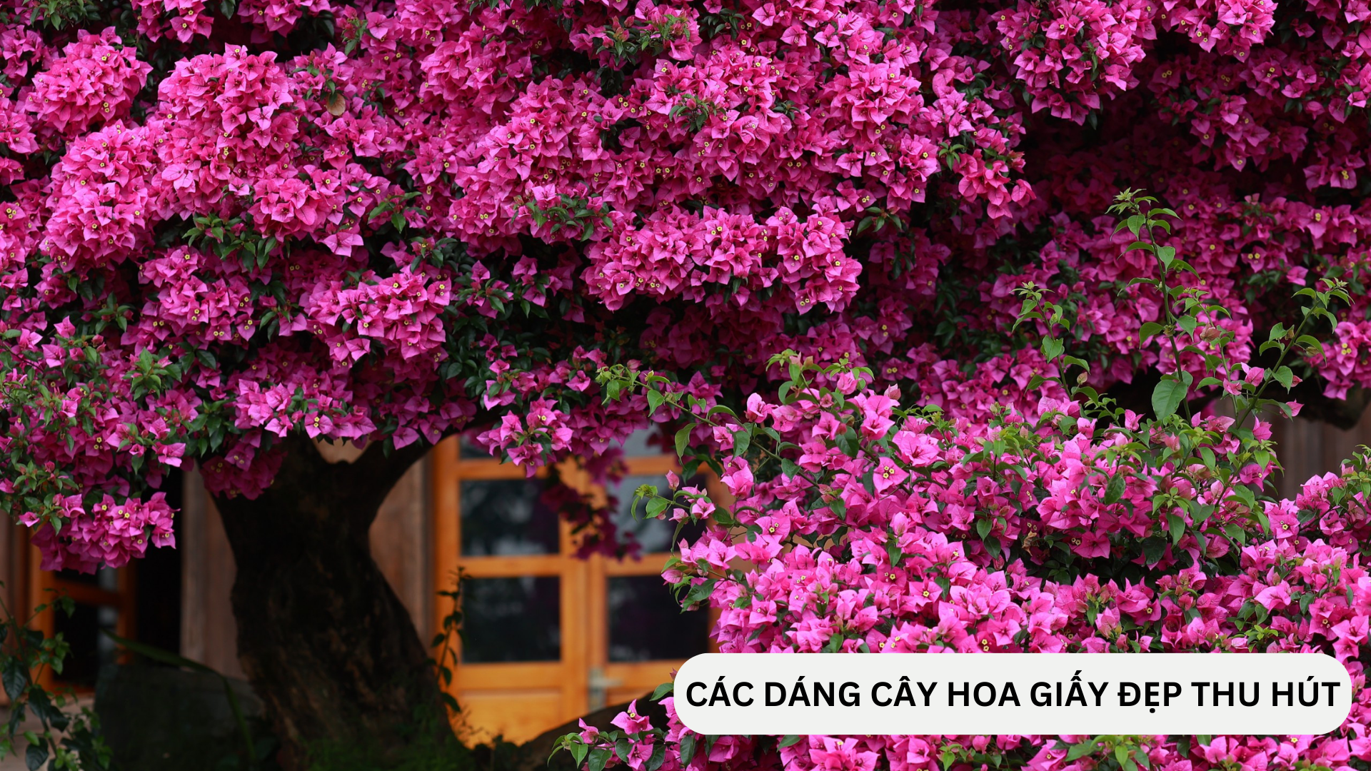 Các dáng hoa giấy bonsai có kiểu dáng đẹp thu hút