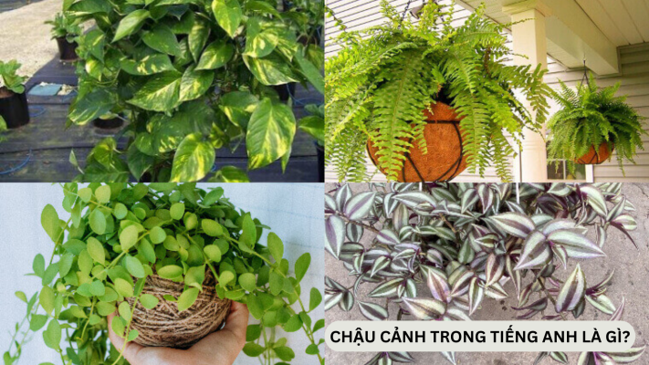 Chậu cây cảnh trong tiếng Anh được hiểu như thế nào?