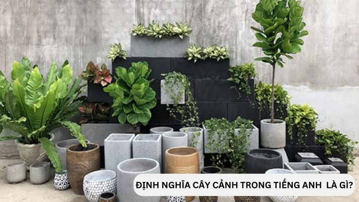 Cây cảnh trong tiếng Anh được định nghĩa như thế nào?