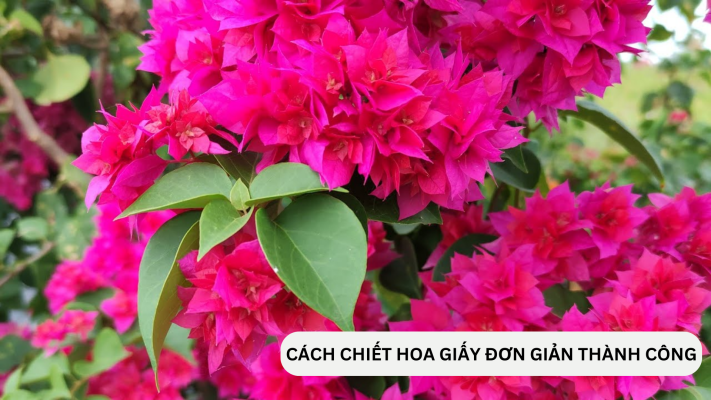 Hướng dẫn cách chiết cành hoa giấy thành công và đơn giản