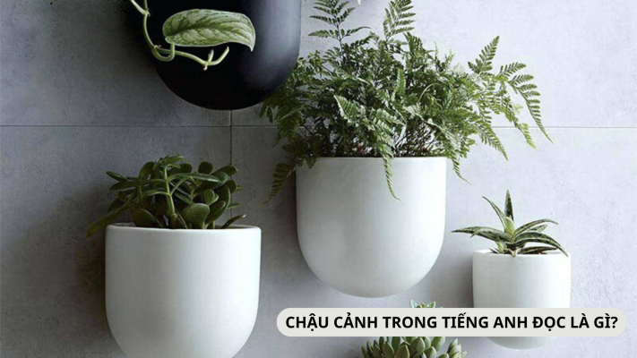 Chậu cây trong tiếng Anh đọc là gì?