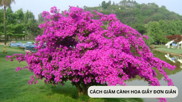 Cách chiết cành hoa giấy thành công và đơn giản