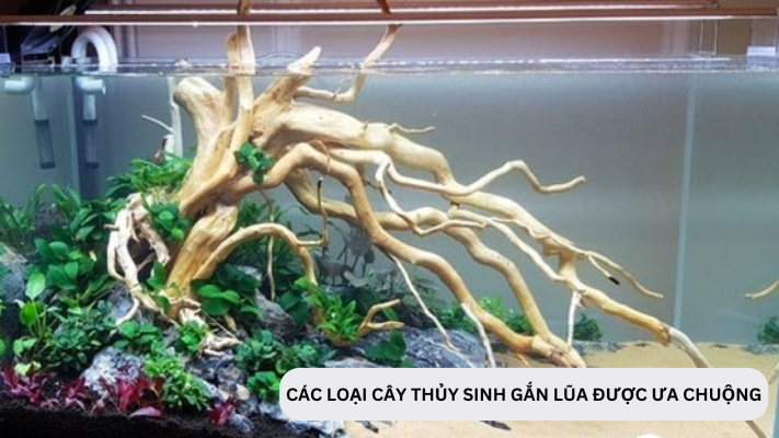 Các loại cây thủy sinh gắn lũa được ưa chuộng