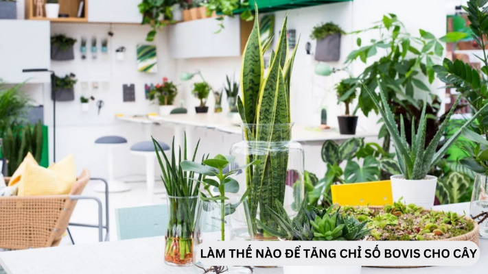 Vai trò của bovis trong hệ sinh thái cây