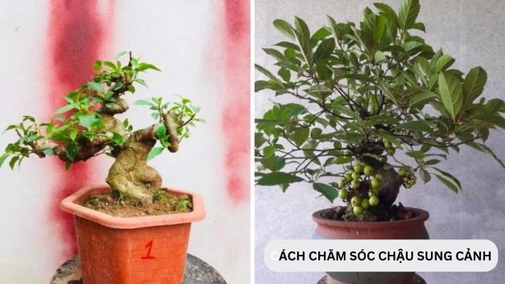 Chăm sóc chậu trồng cây sung cảnh như thế nào?