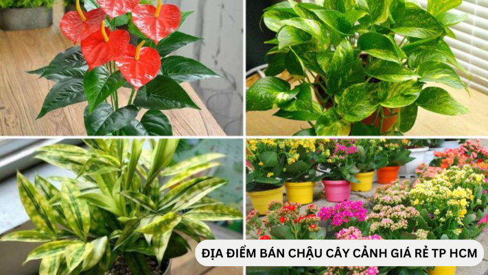 Những địa chỉ bán chậu cây cảnh đẹp tại TPHCM giá rẻ