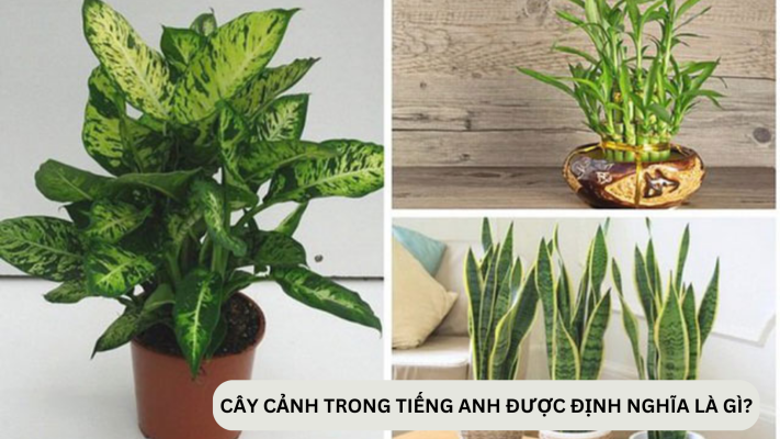 Cây cảnh trong tiếng anh được định nghĩa là gì?