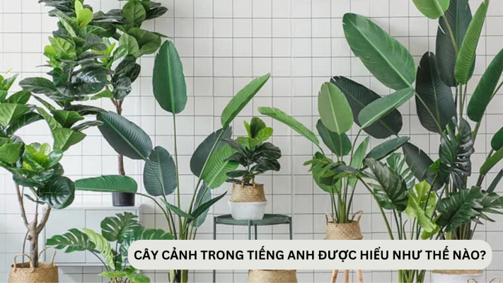 Cây cảnh trong tiếng Anh được hiểu như thế nào?