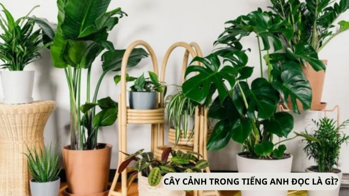 Cây cảnh trong tiếng Anh đọc là gì?