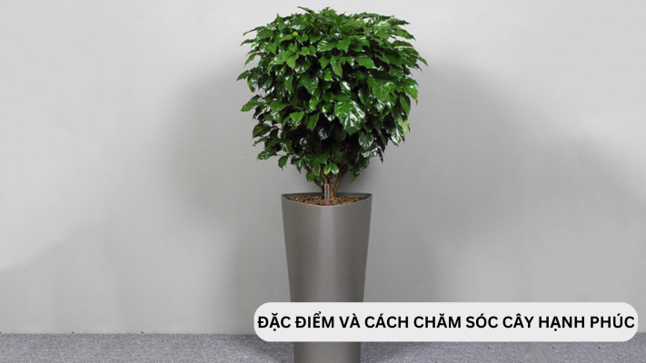 Đặc điểm và nguyên nhân cây hạnh phúc rụng lá