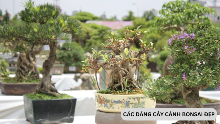 Các thế cây hoa giấy bonsai có kiểu dáng đẹp thu hút