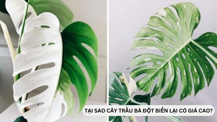 Tại sao trầu bà đột biến lại có giá cao như vậy?