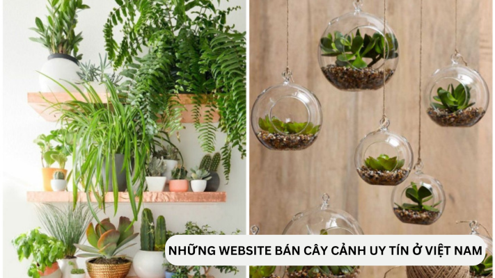 Những website bán cây cảnh uy tín tại Việt Nam