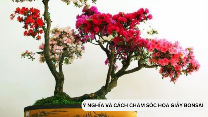 Ý nghĩa và chăm sóc hoa giấy bonsai hiệu quả