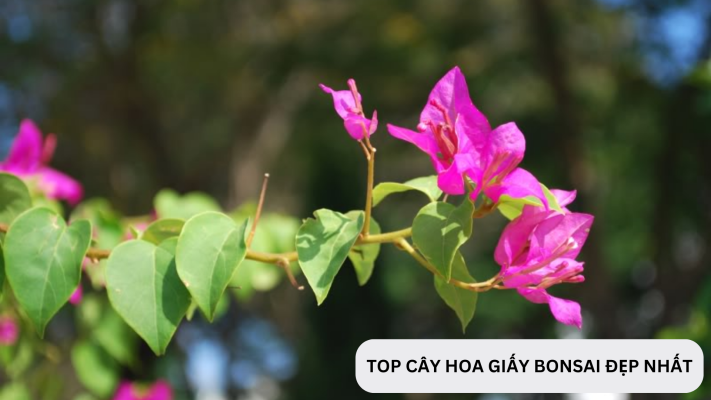 Top cây hoa giấy bonsai đẹp nhất