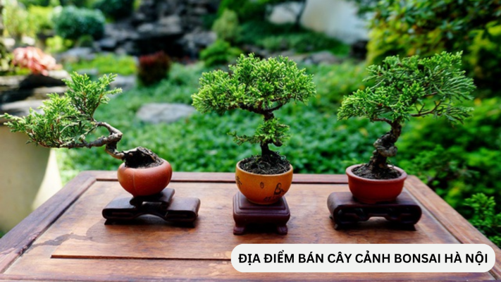 Địa điểm bán cây cảnh bonsai mini giá rẻ ở Hà Nội