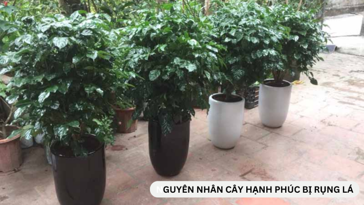 Nguyên nhân cây hạnh phúc bị rụng lá