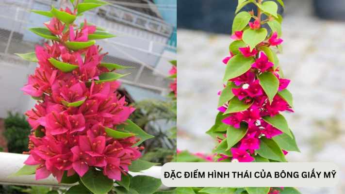 Đặc điểm hình thái của cây bông giấy mỹ