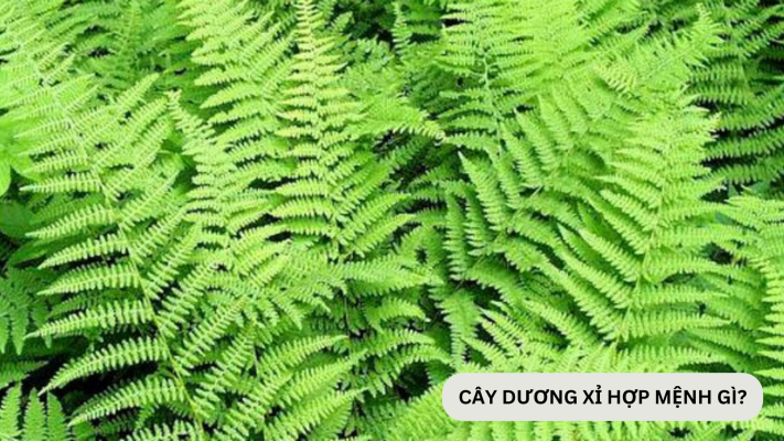 Cây Dương Xỉ hợp với mệnh gì?